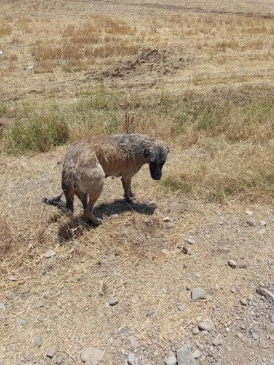 İtfaiye ekipleri kanala düşen köpeği son anda kurtardı