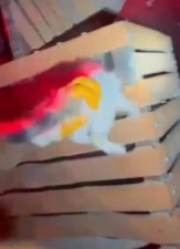 İtfaiyeden gece yarısı kedi kurtarma operasyonu