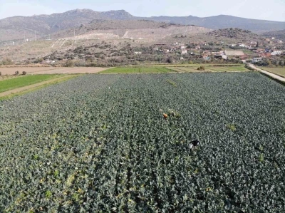 İzmir’in verimli tarım arazilerinde ’yeşil altın’ hasadı
