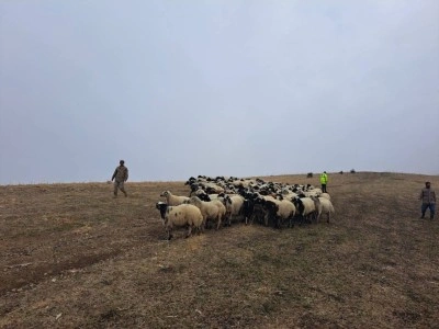 Jandarma arazide kaybolan küçükbaş hayvanları bularak sahibine teslim etti