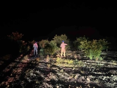 Jandarma ekipleri, narenciye hırsızlarına karşı tayykuzda