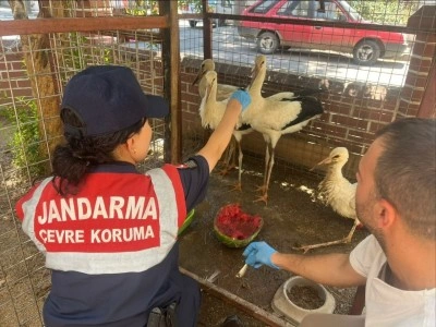 Jandarma yaralı leyleği veterinere ulaştırma cabası