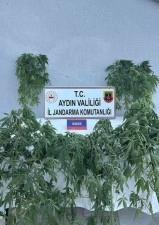 Jandarmada uyuşturucu operasyonu: 16 gözaltı