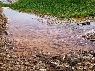 Kaçak Mısır Ekimi Güneydoğu’da Enerji Krizini Derinleştiriyor