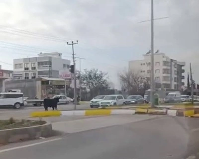 Kaçan inek trafiği bir birine kattı