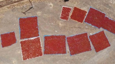 Coğrafi işaretli biberde hasat başladı