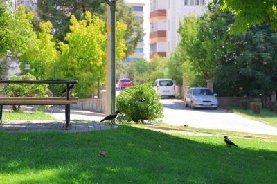Kahramanmaraş&rsquo;ta kargalar parkı mesken tuttu