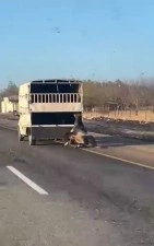 Kamyonetin arkasına bağlanan at yola d&uuml;ş&uuml;p s&uuml;r&uuml;klendi: O anlar kamerada