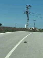 Kaplumbağalara karşı sürücüler uyarı