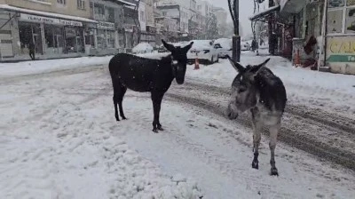 Kar Altında Kalan Sahipsiz Eşeklere Vicdan Eli