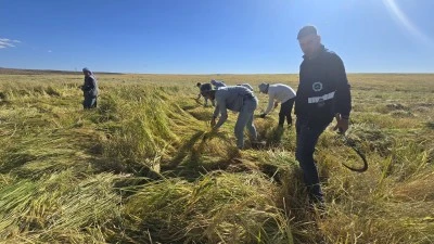 Karacadağ’ın Ata Tohumu Pirinci, Basmati Alternatifi Oldu