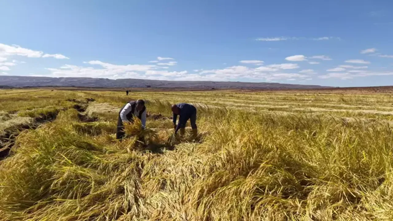 Karacadağ’ın Taşlık Topraklarında Organik Pirinç