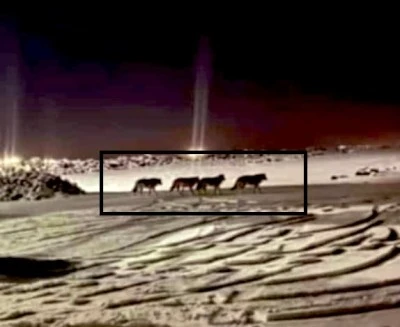 Karacadağ Pirin&ccedil;lik&rsquo;te Kar Yağışı Sonrası A&ccedil; Kurt Yerleşim Alanına İndi