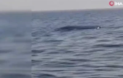 Karadeniz'de alarm.. Önce Trabzon şimdi de Artvin açıklarında görüldü!