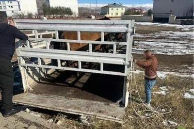 Karlıova&rsquo;da Başıboş Binek Hayvanlarına Kış Tedbiri: Kaymakamlık Toplama Başlattı