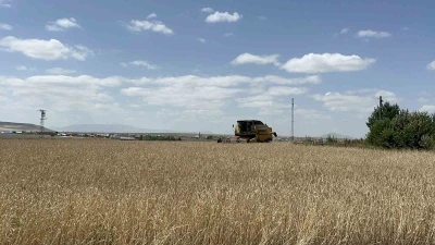 Kars&rsquo;ta arpa ve yulaf hasadı hızlandı