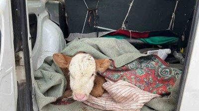 Kars’ta hasta buzağısını aracıyla veterinere getirdi