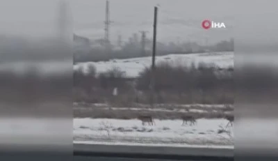 Kars’ta Kurt Sürüsü Panik Yarattı