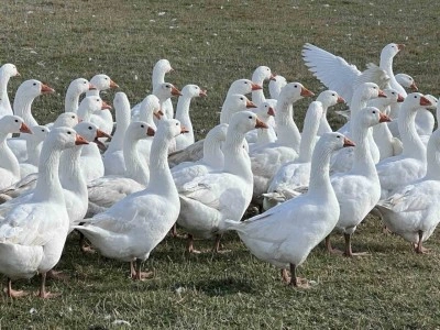 Kar yiyen kazlar kesime hazır