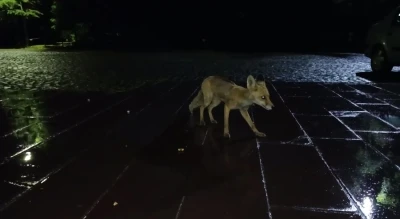 Yağmur altında kızıl tilkiyi besledi