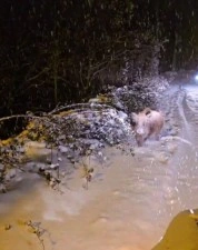 Karşısına çıkan yaban domuzunu 