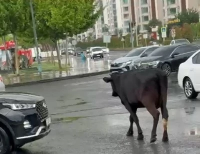 Kayapınar'da Büyükbaş Hayvanlar Parkta ve Trafikte!