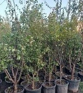 Kayısı fidanı satıcıları: Talep artarak büyüyor