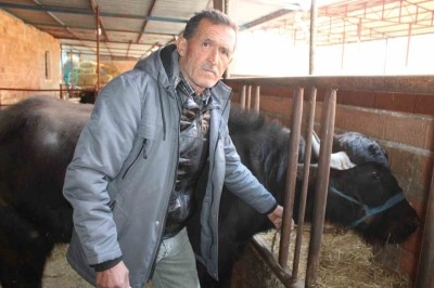 Kaymak talebi çok, yeterli manda yok