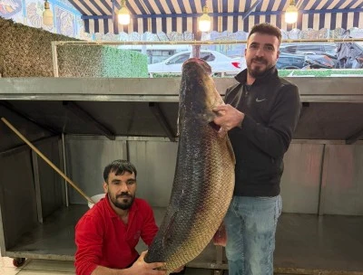 Keban Barajı&rsquo;nda Dev Turna Balığı