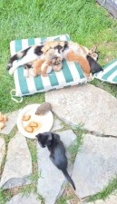 Kedi ve kirpilerin "s&uuml;t kardeşliği"