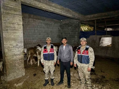 13 b&uuml;y&uuml;kbaş hayvan jandarma tarafından bulundu