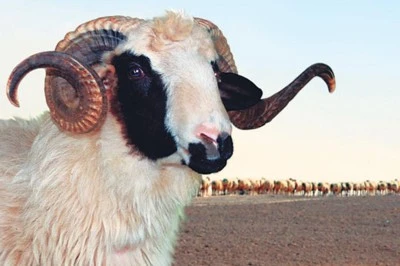 Kimler kurban kesmeli sorusuna cevap