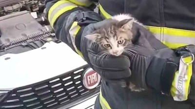 Kediler Kırıkkale'de İtfaiye Ekipleri Tarafından Kurtarıldı