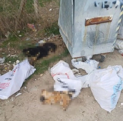 Kırklareli’nde 11 köpek ve 1 kuzu ölü bulundu