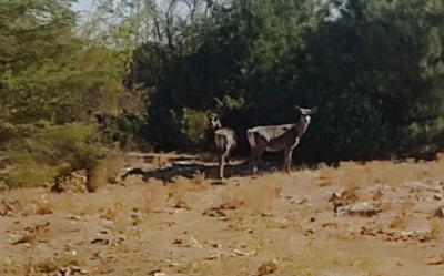 Kızıl geyikler aylar sonra Spil Dağı&rsquo;nda yeniden g&ouml;r&uuml;nt&uuml;lendi