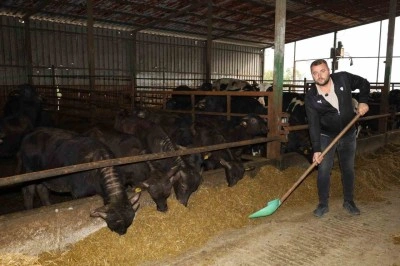 Kocaeli&rsquo;de manda sayısı artıyor
