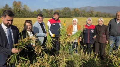Konuralp pirincinde "damlama sulama" bereketi