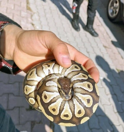 Konya'da Şaşırtan Asayiş Uygulaması: Cebinden Yavru Piton Çıktı!