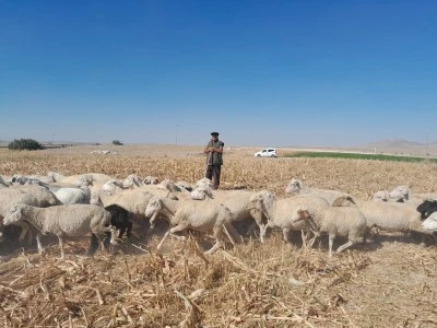 Konya Karapınar’da Koyun Sürüsü Havadan Görüntülendi