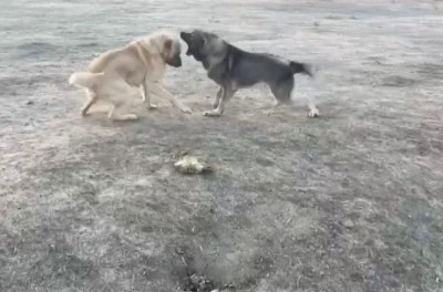 Köpekler acımasızca dövüştürüldü