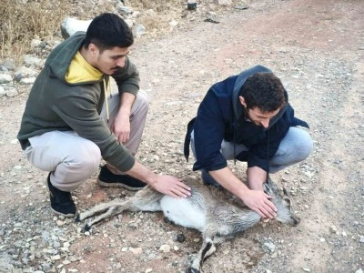 K&ouml;peklerin saldırdığı yavru dağ ke&ccedil;isini 3 kilometre sırtında taşıdılar