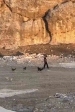 Mardin'de köpek saldırısını görmezden geldi