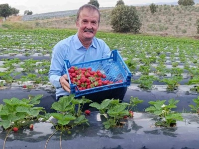 Köprübaşı’nda kasım ayında çilek bereketi