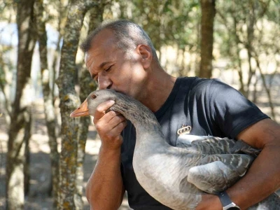 Korona vir&uuml;s sebebiyle k&ouml;y&uuml;ne d&ouml;n&uuml;p kaz &ccedil;iftliği kurdu