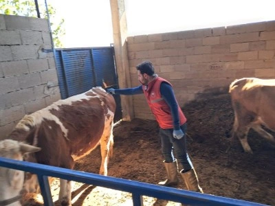 K&ouml;şk&rsquo;te b&uuml;y&uuml;kbaş hayvanlarda şap aşılaması s&uuml;r&uuml;yor