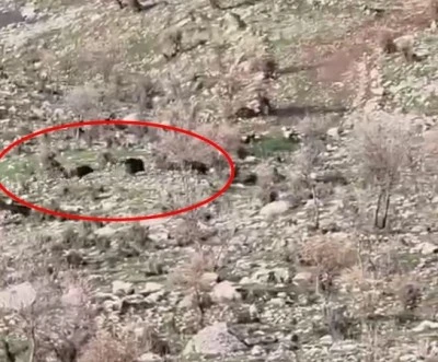 Koyun S&uuml;r&uuml;s&uuml;n&uuml; Domuz Saldırısından &Ccedil;oban K&ouml;peği Korudu