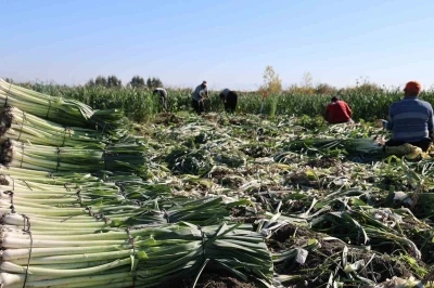 Çukurova'da pırasa hasadı başladı