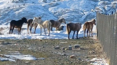 Kulp&rsquo;ta Kar Yaban Hayatını Vurdu