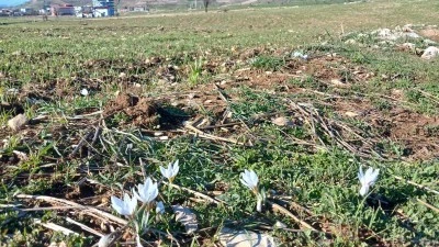 Kulp'ta kırsalda &ccedil;iğdemler a&ccedil;tı