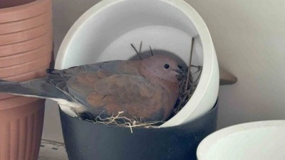 Kumru, saksının içine yuva yaptı